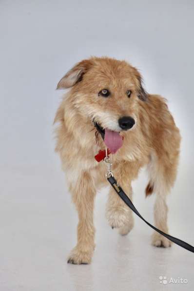 Рыжий бородач УХО ищет ответственных хозяев в Москве