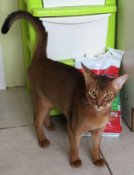 Абиссинский кот. Вязка в Москве фото 7