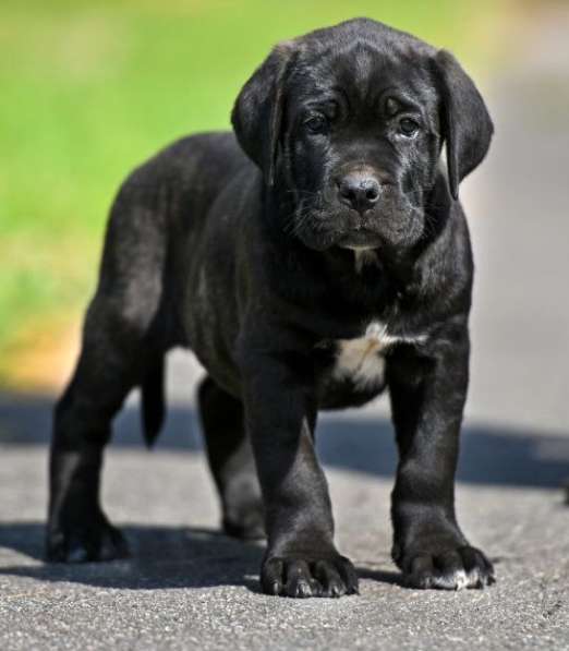 Кане - Корсо. Black в фото 6