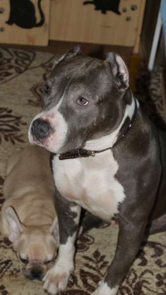 Шикарные милые щенки Амстаффа 2 месяца ркф в Москве фото 7