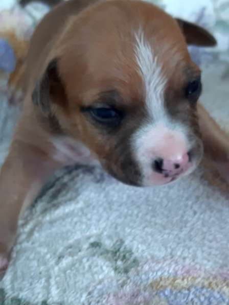 Милые мальчики и девочки Амстаффа резерв ркф в Москве фото 26