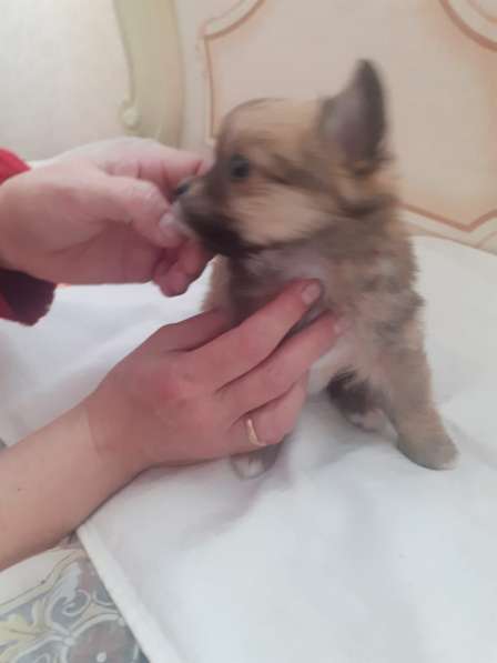 Поодам щенков чихуа в Дмитрове фото 6