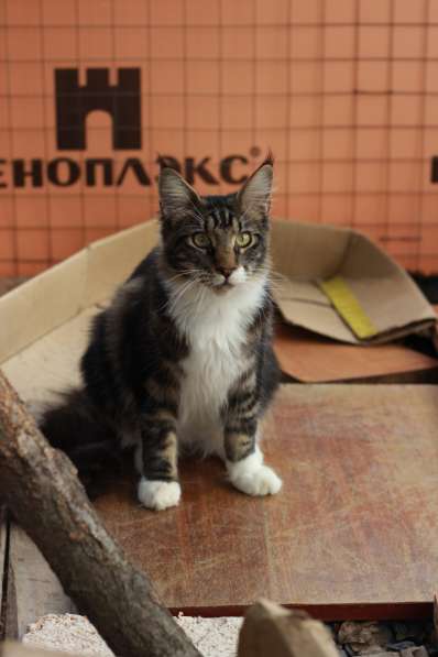 Питомник кошек породы мейн-кун Diamond Rush в Таганроге фото 3