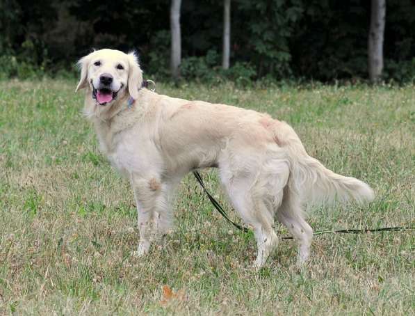 Золотистый ретривер Тиффани в добрые руки! в Москве фото 17