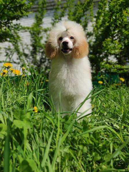 Пудель в Москве фото 3