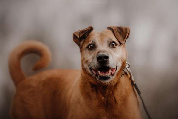 Воспитанный Бисмарк ищет семью в Москве фото 21