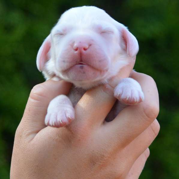 Английский сеттер щенки из элитного питомника в Москве фото 175