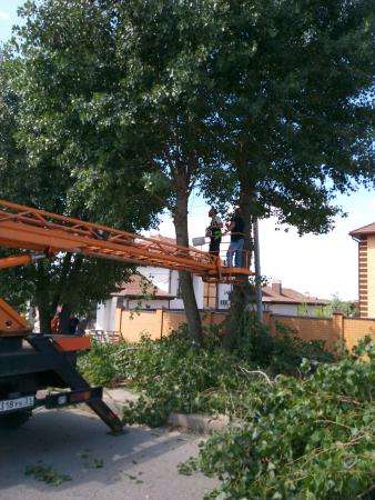 Спилить дерево, услуги по спилу опасного дерева, кронирование в Белгороде фото 6