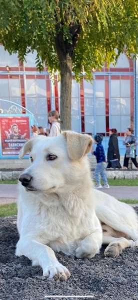 Белоснежный ласковый красавец в Санкт-Петербурге