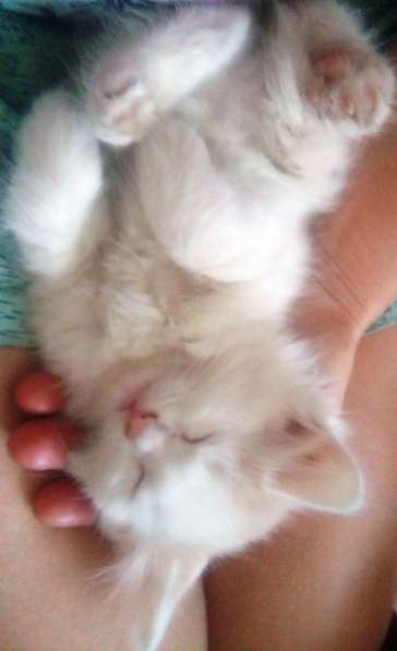 Подарю сибирских котят 1 месяц