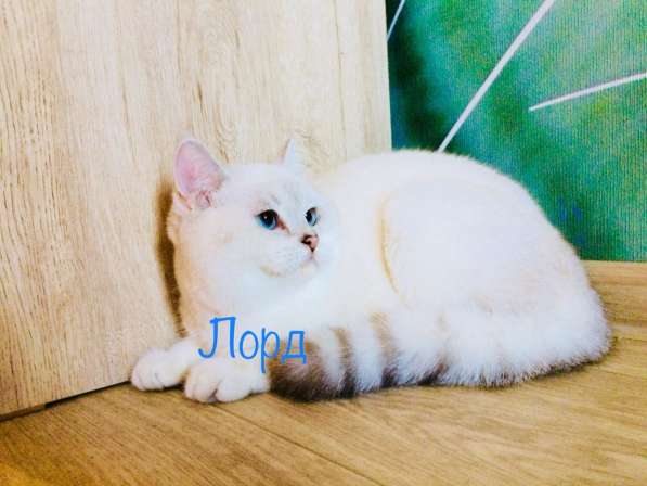 Голубоглазый котенок Лорд в Самаре фото 4