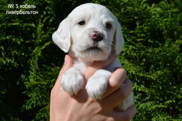Английский сеттер щенки из элитного питомника в Москве фото 12