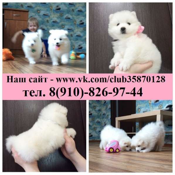 Чистокровные детки самоедики