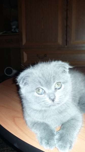 Котята бриташки вислоухий и прямоухий в Москве фото 6