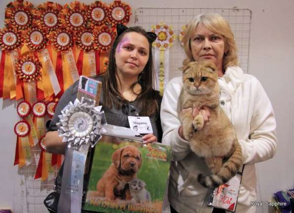 Золотой пятнистый кот на вязку в Казани фото 3
