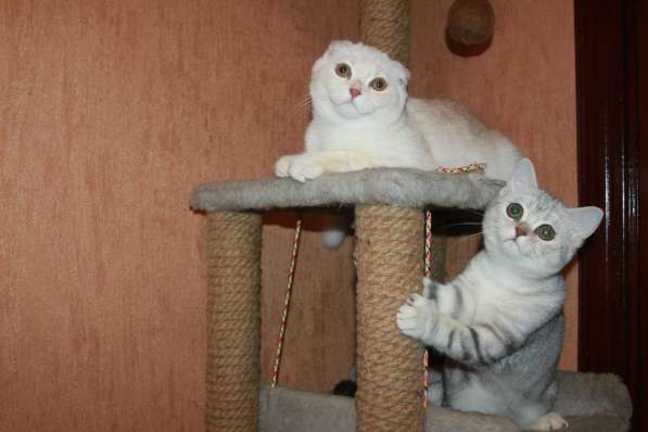 Шотландские котики фолд и страйт в Москве фото 7