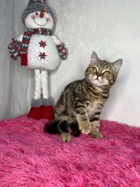 Британские короткошёрстные котята в Казани фото 8