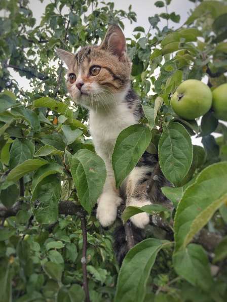 Шотландские котятки в Владимире фото 4