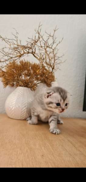 BKH Kitten Verkäufer в фото 10