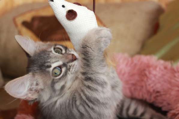 Серые мурлыки, котята в добрые руки в Калуге фото 24