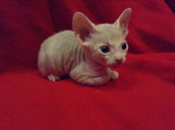 Донские котята в Туле фото 19