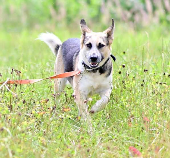 Сильвер &ndash; пес эмпат из приюта! Ищет дом! в Москве
