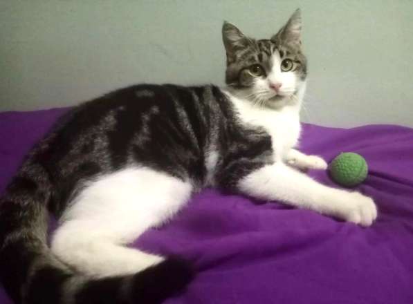 Котенок в добрые руки. Тошка-добрая душа в Москве фото 34