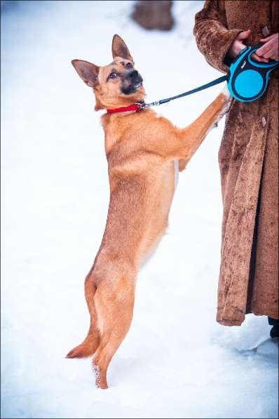 Чудесная собака Апельсинка ищет дом! в Москве фото 7
