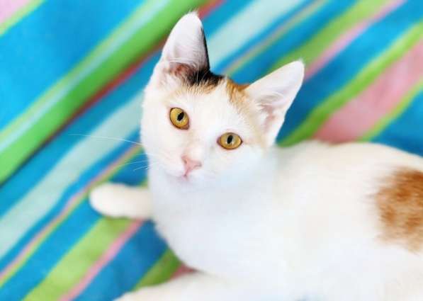 Трехцветный котенок Китти ищет дом