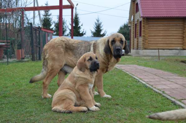 Puppies of Spanish Mastiff