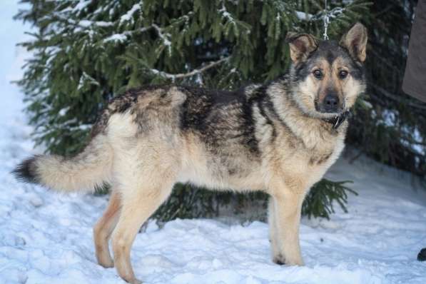 В добрые руки чудо-пес Добрыня в Санкт-Петербурге фото 5