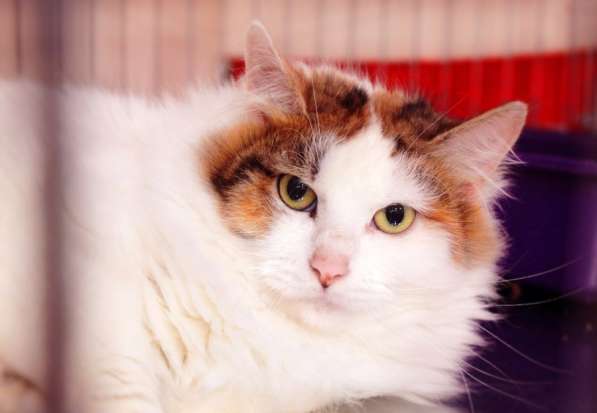 Кошечка Лола в Москве фото 4