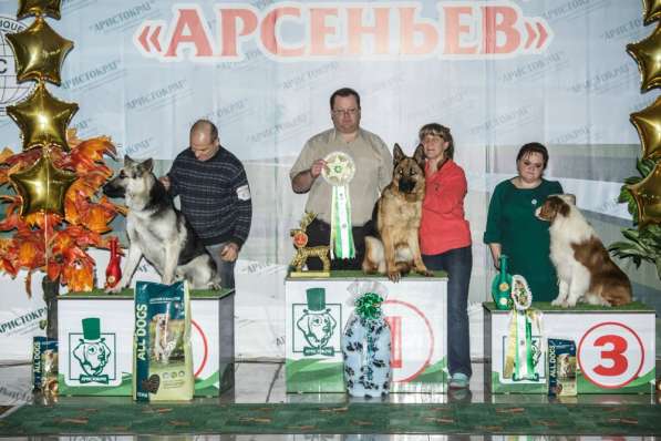 Подрощенные, очень красивые щенки немецкой овчарки (кобели в Владивостоке фото 9