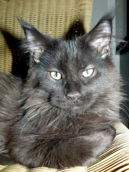 Черный котенок мейн кун Траккер 3 мес в Москве