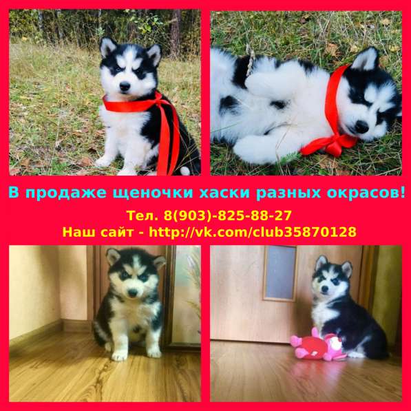 Щенята хаски разных окрасов