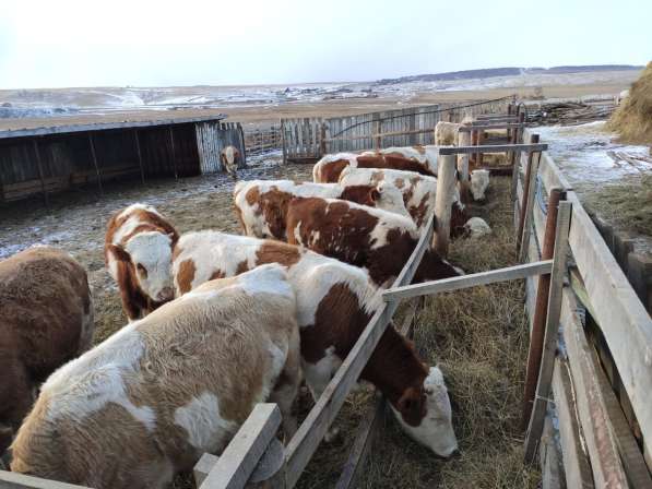 Коровы из России в Сибае фото 10