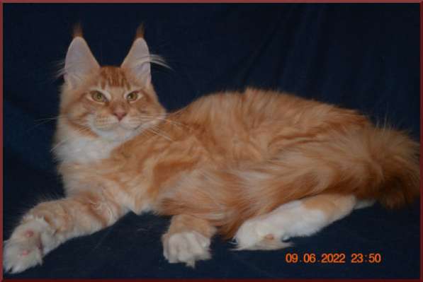 Роскошный черный котик мейн-кун из питомника в Астрахани фото 27