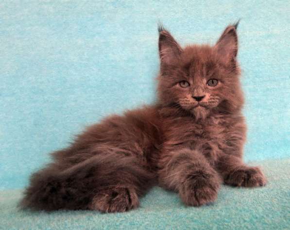 Апельсинки к Новому Году в Рязани фото 76