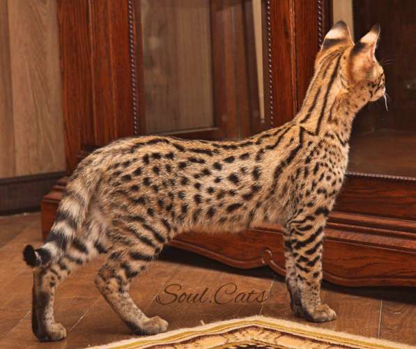 Купить Саванну F1 питомника Soul. Cats в Москве фото 20