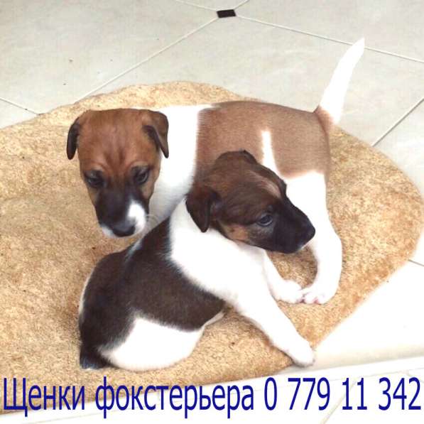 Я - ФОКСТЕРЬЕР маленький шикарный щенок от клубной вязки в фото 4