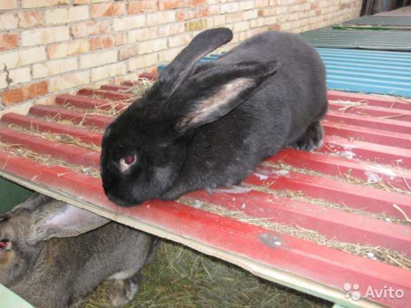 Продаю крольчат и кроликов крупных мясных пород в Петрозаводске фото 4