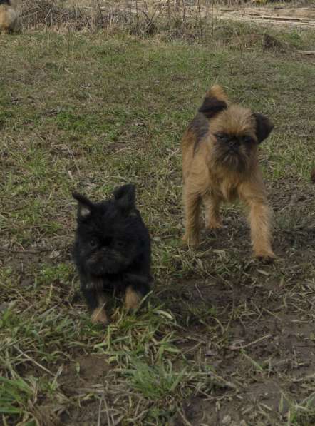 Великолепные щенки гриффона и пти-брабансона. Вязки в Москве фото 15