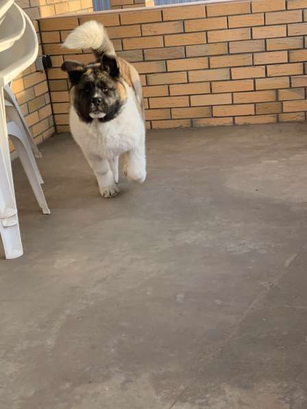 Акита в Ростове-на-Дону фото 48