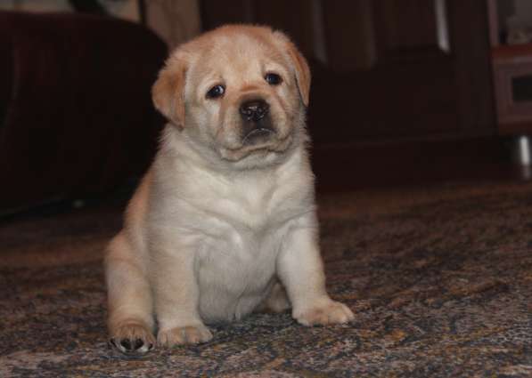 Щенки лабрадора в Самаре в Самаре фото 11