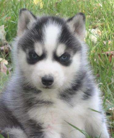 Кобель сибирского хаски для Вязки - РКФ в Москве фото 3