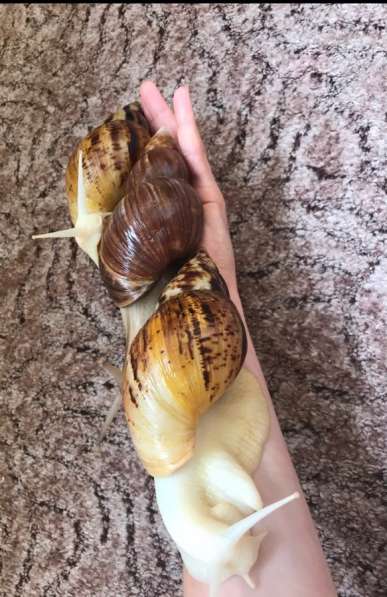 Улитки Ретикулята Альбино разнокровные в Хабаровске фото 9