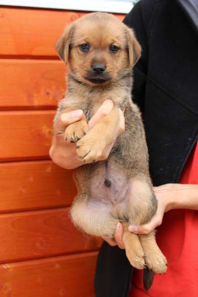 Крошечные щенки от мелкой собачки ищут дом в Санкт-Петербурге фото 10