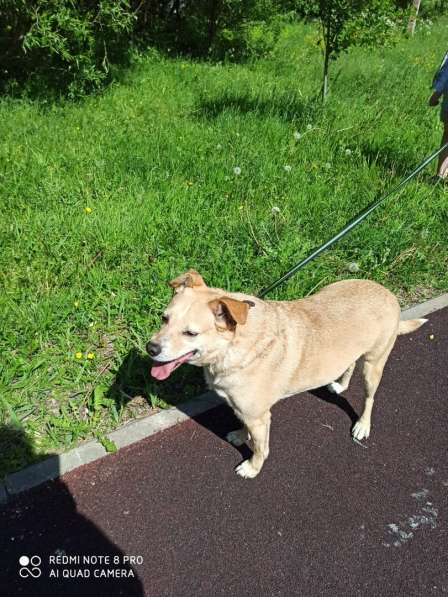 Уютный диванный пёсик в Санкт-Петербурге фото 4