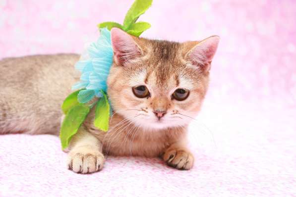 Кошки лучше любых aнтидепресaнтов в Долгопрудном фото 8