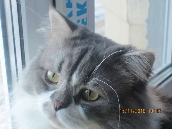 Кот для вязки в Тюмени фото 4